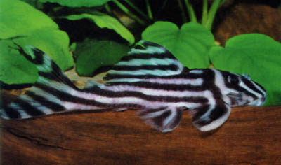 Hypancistrus zebra